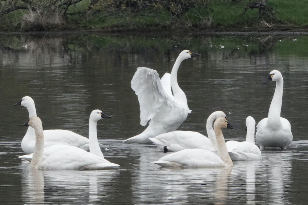 Tundra Swans