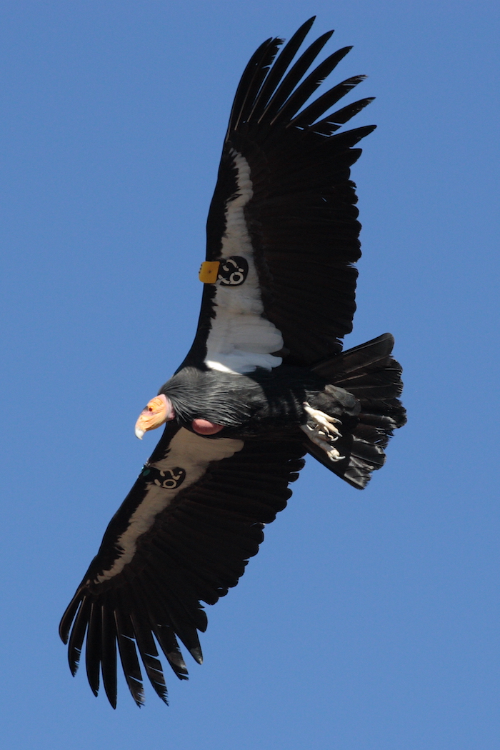 California Condor – Coming Soon to a Sky Near You - Shasta Birding Society